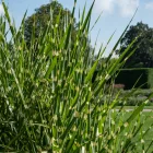 Miscanthus sinensis Strictus Dwarf - kínai virágosnád