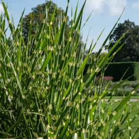 Miscanthus sinensis Strictus Dwarf - kínai virágosnád