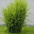 Miscanthus sinensis Strictus Dwarf - kínai virágosnád