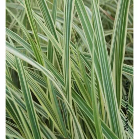 Miscanthus sinensis Variegatus- kínai virágosnád