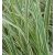 Miscanthus sinensis Variegatus- kínai virágosnád