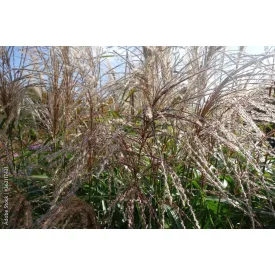 Miscanthus sinensis Yakushima Dwarf- kínai virágosnád