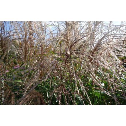 Miscanthus sinensis Yakushima Dwarf- kínai virágosnád