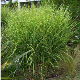 Miscanthus sinensis Zebrinus- kínai virágosnád