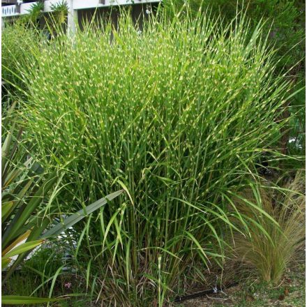 Miscanthus sinensis Zebrinus- kínai virágosnád
