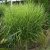 Miscanthus sinensis Zebrinus- kínai virágosnád