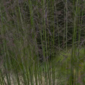 Molinia arundinacea Karl Foerster - magas kékperje