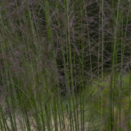 Molinia arundinacea Karl Foerster - magas kékperje