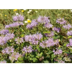 Monarda bradburiana - méhbalzsam