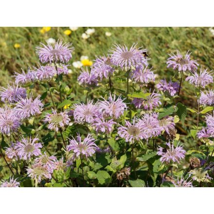 Monarda bradburiana - méhbalzsam