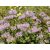 Monarda bradburiana - méhbalzsam