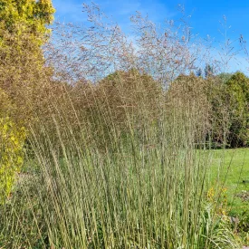Molinia caerulea Edith Dudszus - nyugati kékperje