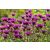 Monarda didyma Balmy Lilac - méhbalzsam