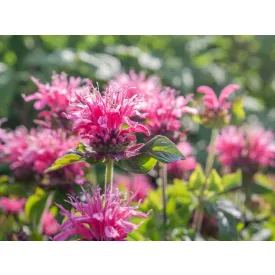Monarda didyma Balmy Pink - méhbalzsam