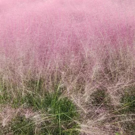 Muhlenbergia capillaris - vattacukorfű