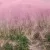 Muhlenbergia capillaris - vattacukorfű