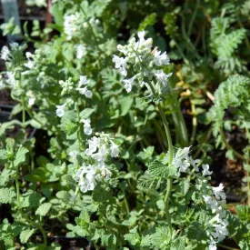 Nepeta fassenii Alba - macskamenta