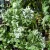 Nepeta fassenii Alba - macskamenta