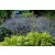 Nepeta fassenii Six Hill Giant - kerti macskamenta