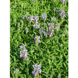 Nepeta nervosa Blue Moon - kerti macskamenta