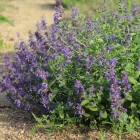 Nepeta racemosa Felix- kaukázusi macskamenta