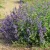 Nepeta racemosa Felix- kaukázusi macskamenta