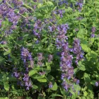 Nepeta racemosa Felix- kaukázusi macskamenta