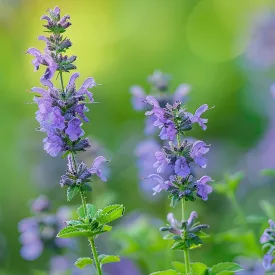 Nepeta racemosa Grog - kaukázusi macskamenta