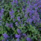 Nepeta racemosa Little Tich - kaukázusi macskamenta