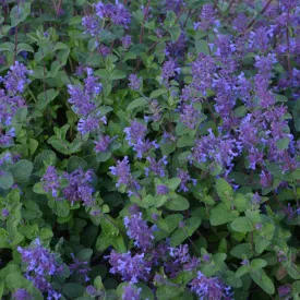 Nepeta racemosa Little Tich - kaukázusi macskamenta