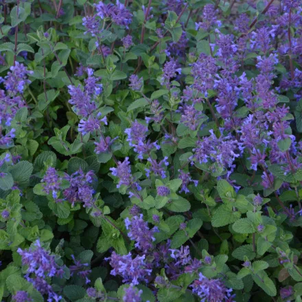 Nepeta racemosa Little Tich - kaukázusi macskamenta
