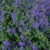 Nepeta racemosa Little Tich - kaukázusi macskamenta