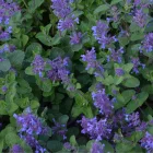 Nepeta racemosa Little Tich - kaukázusi macskamenta