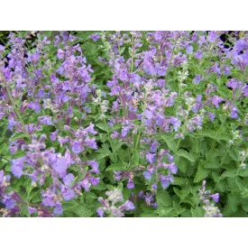 Nepeta  Walker's Low - macskamenta