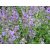 Nepeta  Walker's Low - macskamenta