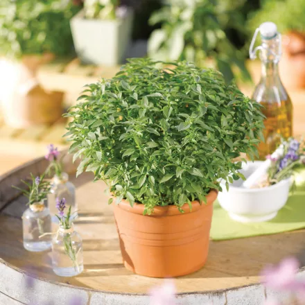 Ocimum basilicum Green Sensation - bazsalikom