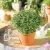 Ocimum basilicum Green Sensation - bazsalikom