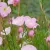Oenothera speciosa Siskiyou - rózsaszín ligetszépe