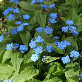Omphalodes verna - tavaszi békaszem