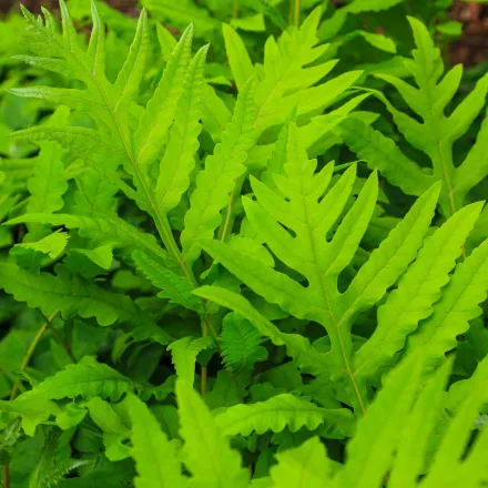 Onoclea sensibilis - gyöngypáfrány