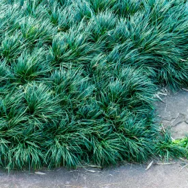 Ophiopogon japonicus Kyoto Dwarf - japán kígyószakáll