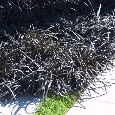 Ophiopogon planiscapus Niger - feketelombú kígyószakáll