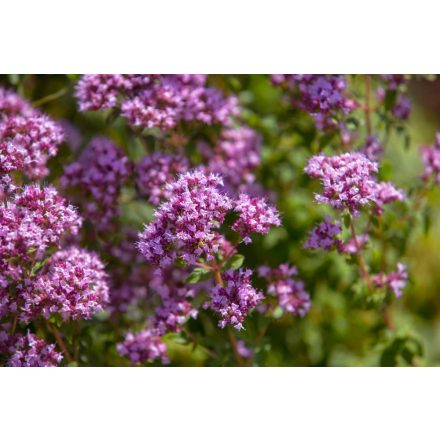 Origanum Rosenkuppel - oregánó