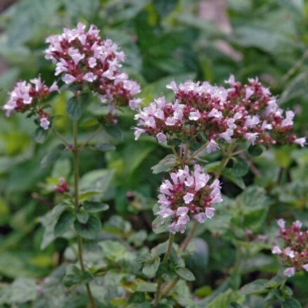 Origanum vulgare - oregano,szurokfű