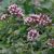 Origanum vulgare - oregano,szurokfű