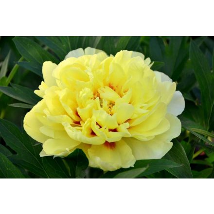 Paeonia Itoh Bartzella - bazsarózsa
