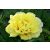Paeonia Itoh Bartzella - bazsarózsa