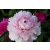 Paeonia lactiflora Angel Cheeks - bazsarózsa Angel Cheeks