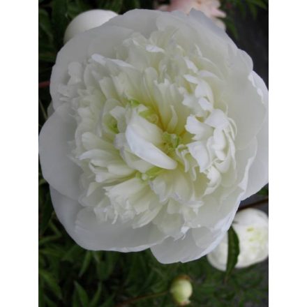 Paeonia lactiflora Duchesse de Nemours- bazsarózsa