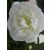 Paeonia lactiflora Duchesse de Nemours- bazsarózsa